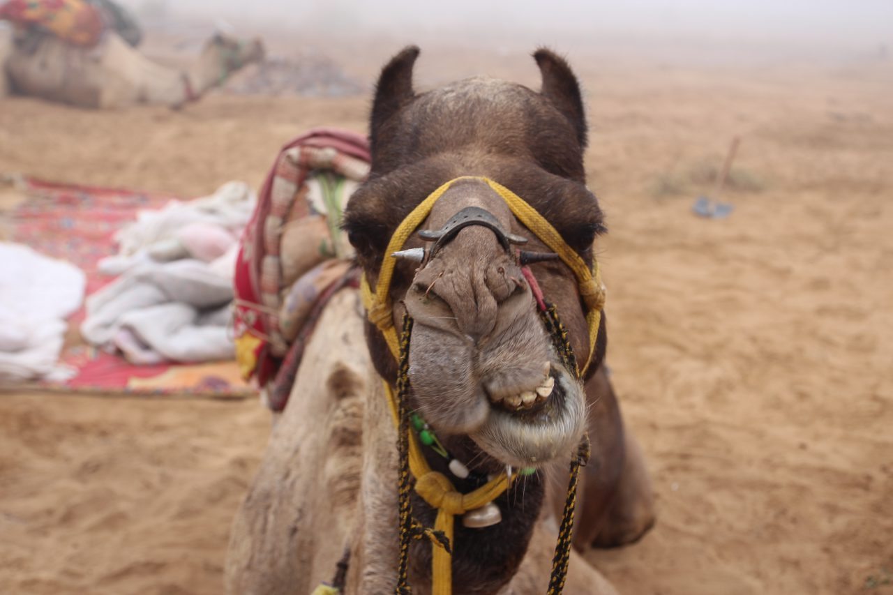 A Camel Named Romeo in Pushkar India