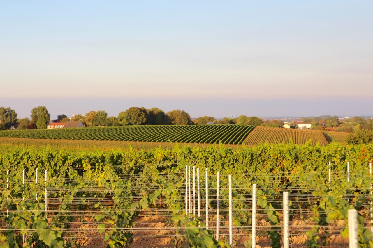 German Wine Country - A Taste of Landau and the Pfirmann Weingut