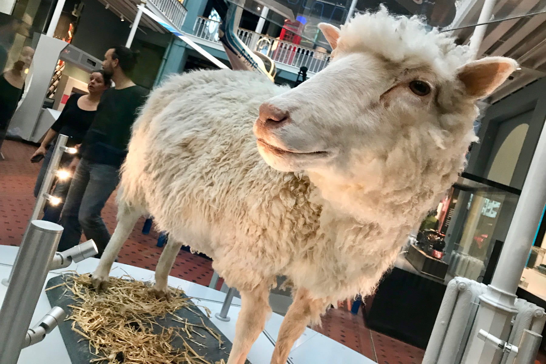 A close-up photo of Dolly the Sheep, the first mammal to be cloned