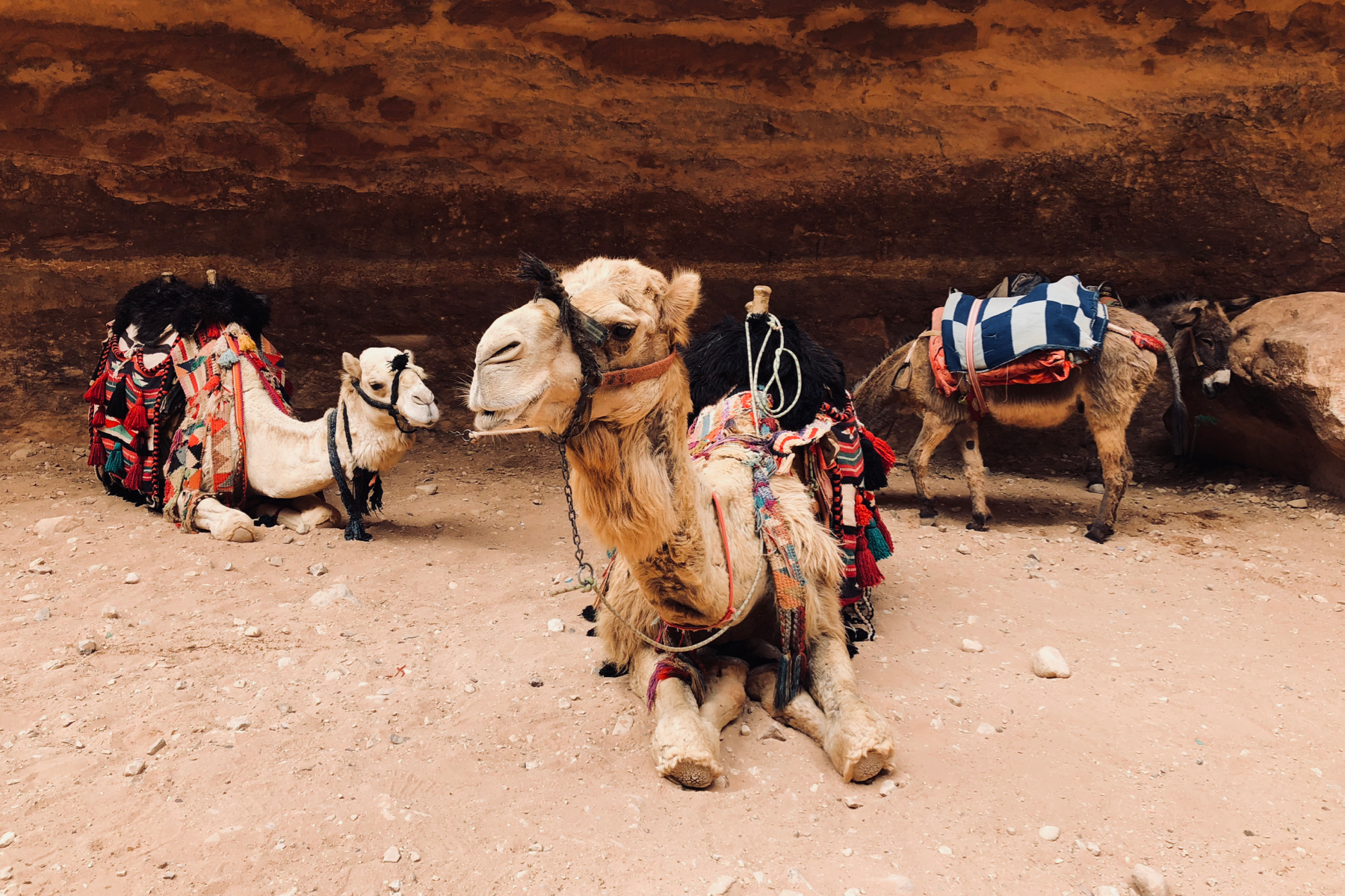 Camels and donkeys relaxing at The Treasury in Petra