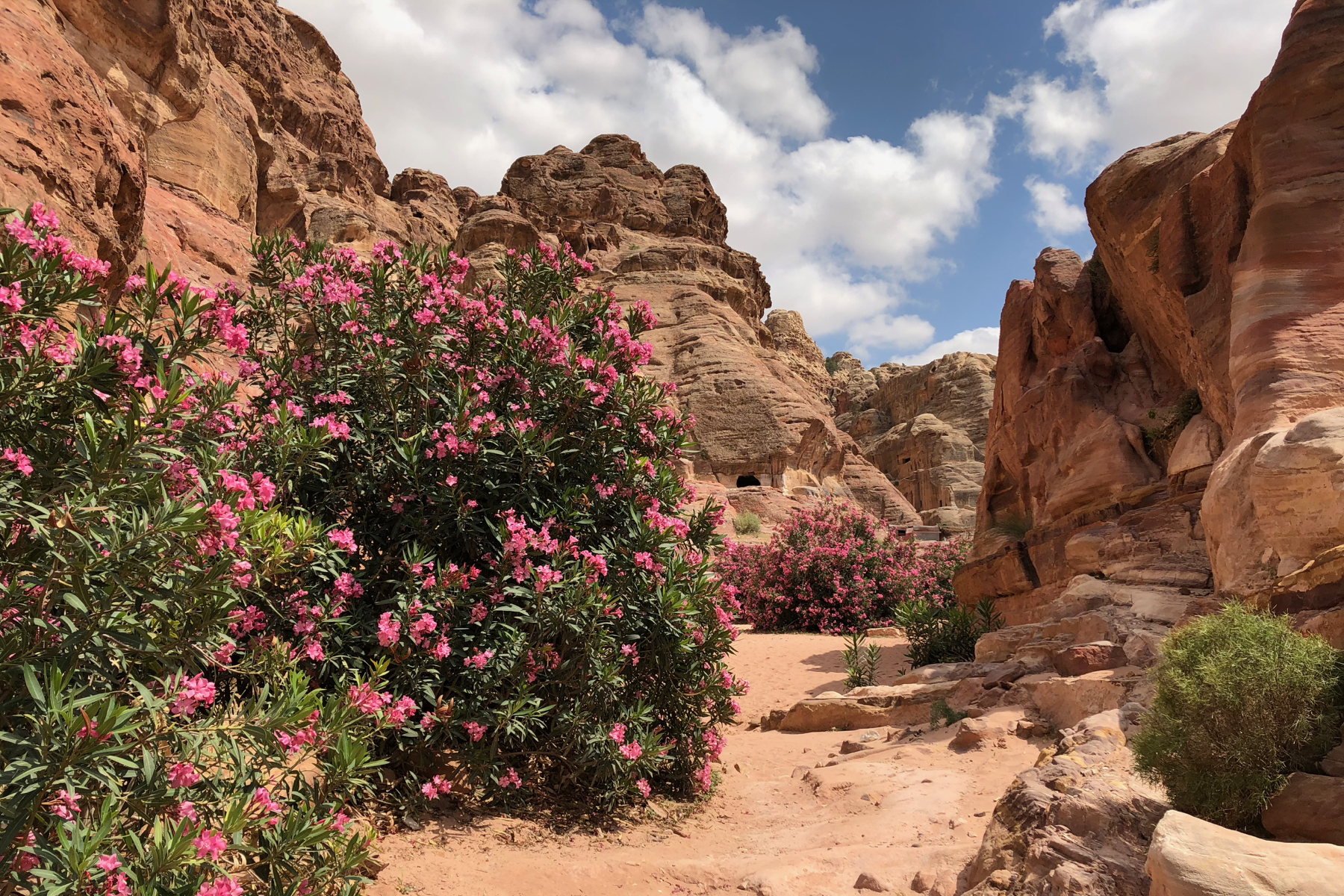 Bushes with pink flowers in a desert landscape along the route of the High Place of Sacrifice Trail in Petra