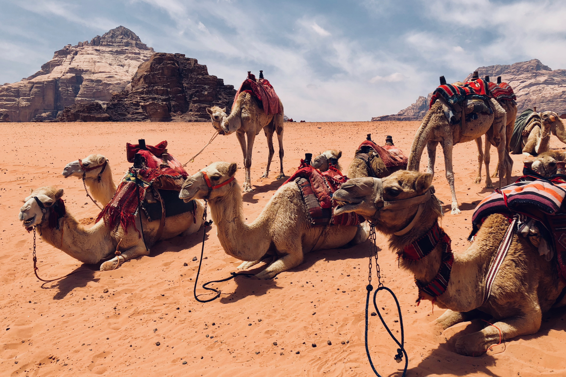Camels laying on the red sand of Wadi Rum in Jordan